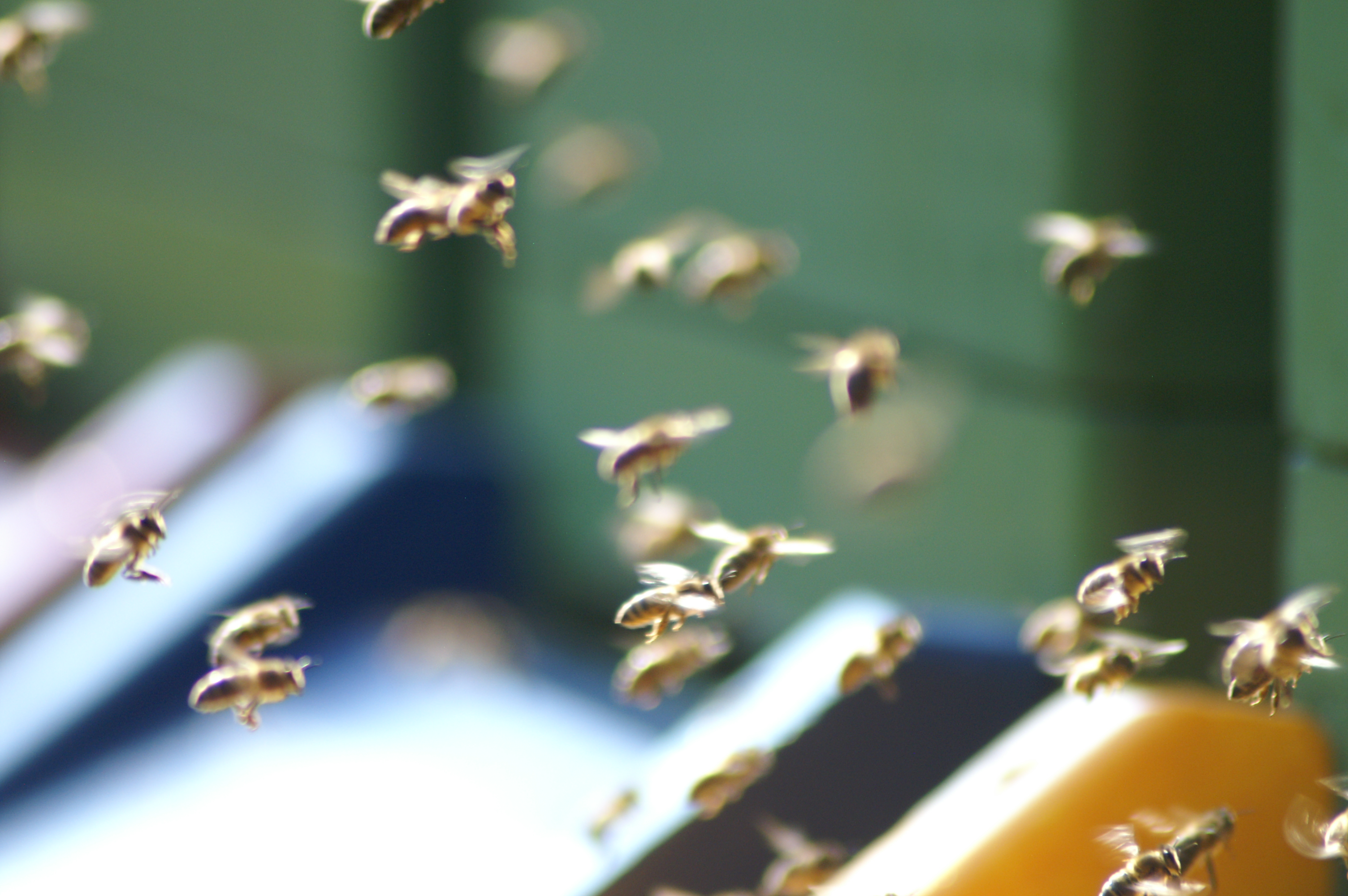 Bienen warten vor dem Flugloch